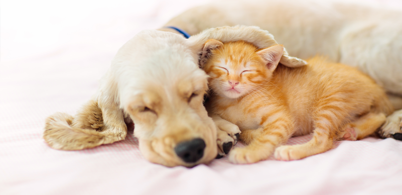 ペット可物件に強い